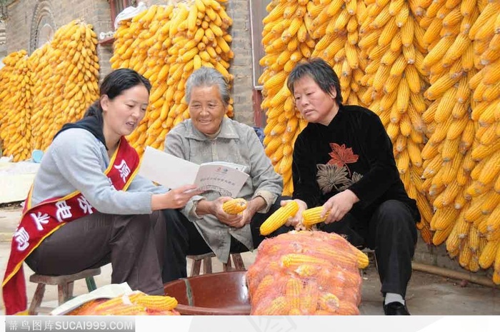 丰收季节拨玉米棒子的老奶奶和农业科技下乡解说员