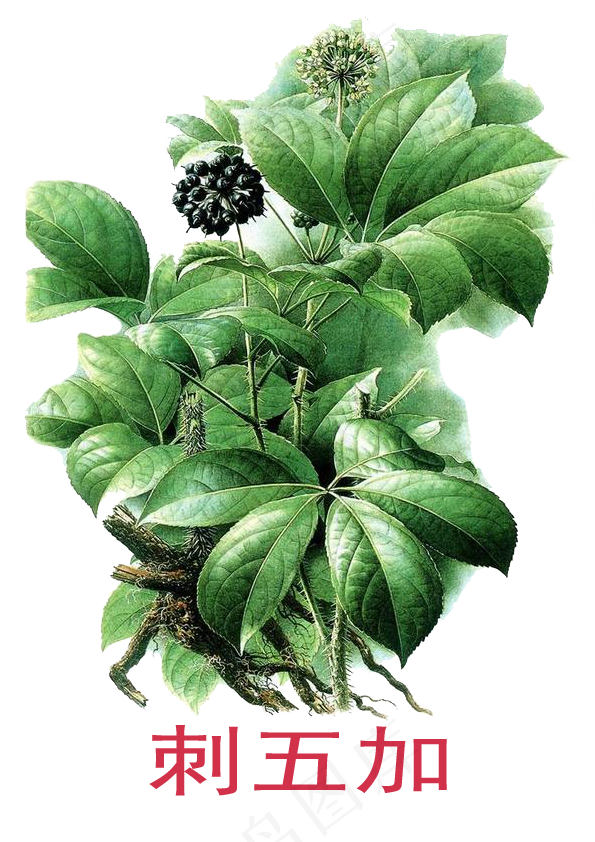 手绘草本中药药材刺五加