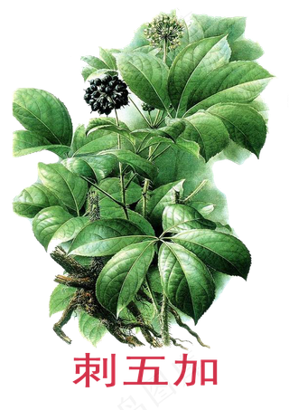 手绘草本中药药材刺五加