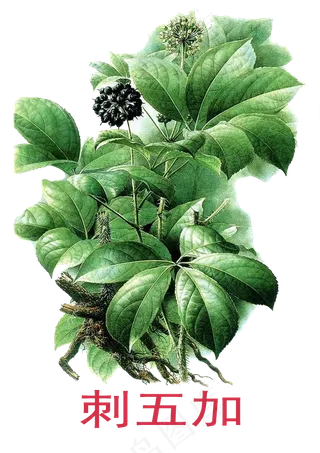手绘草本中药药材刺五加