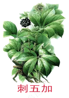 手绘草本中药药材刺五加 手绘草本中药药材刺五加