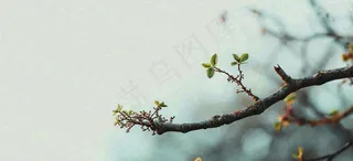 春天枝叶萌芽发芽绿叶，简约清新立春摄影图
