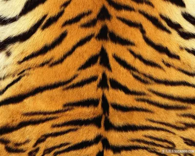 老虎毛皮材质背景高清图片 老虎毛皮材质背景高清图片