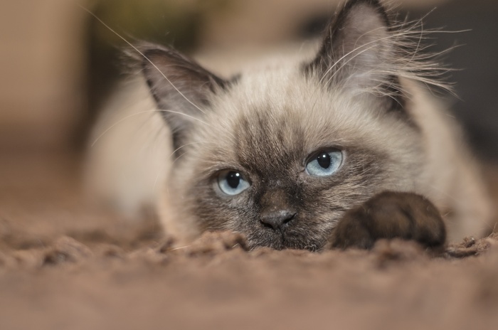 可爱猫咪猫猫摄影素材
