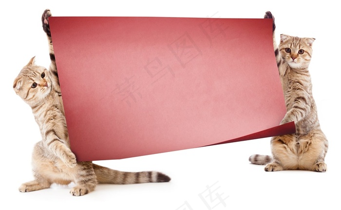 打开纸张的萌猫咪图片
