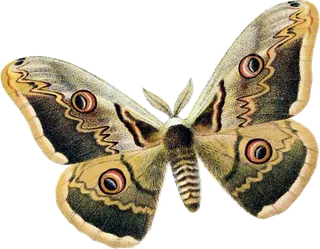 蝴蝶飞舞动物灰色少儿兴趣班