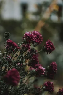盛开的红菊花图片 盛开的红菊花图片