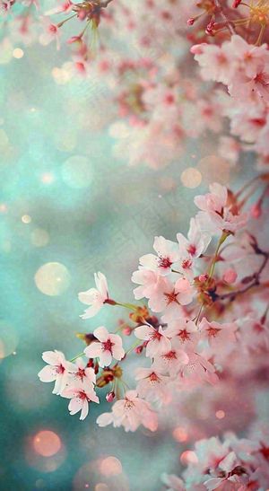 绚丽浪漫粉白色樱花花朵，惊蛰立春摄影图