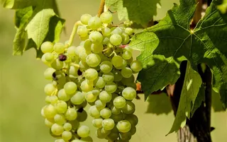 果园里的树上的葡萄