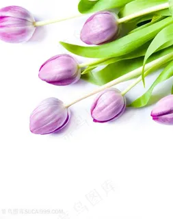 高清唯美粉紫郁金香鲜花图片