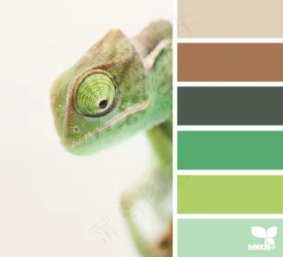 动物配色色卡色彩搭配