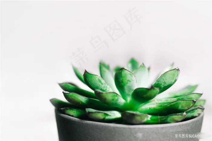 高清多肉植物