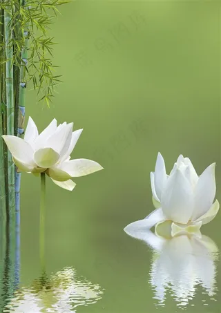 唯美鹅暖石竹子景色素材图