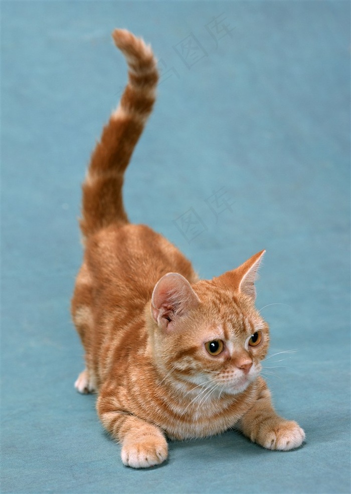 竖着尾巴的黄色猫咪图片