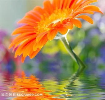 水面上的雏菊特写高清摄影图片 水面上的雏菊特写高清摄影图片