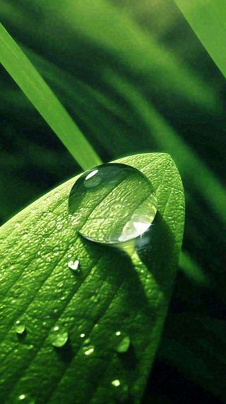 夏天绿植叶子露珠萌芽清新，雨水白露谷雨摄影图