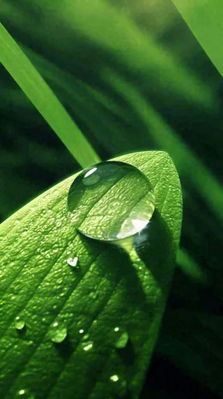 夏天绿植叶子露珠萌芽清新，雨水白露谷雨摄影图
