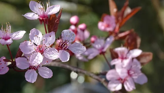 开放梅花摄影图片 开放梅花摄影图片