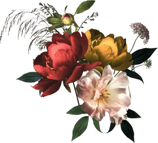 欧式优雅精致复古风格油画质感色彩手绘花卉植物树叶插画PNG素材