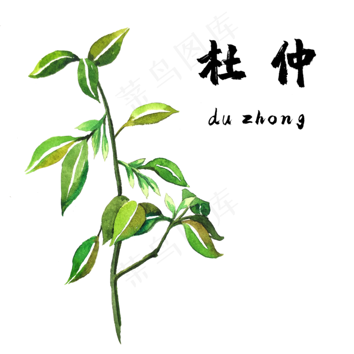 手绘草本中药药材杜仲