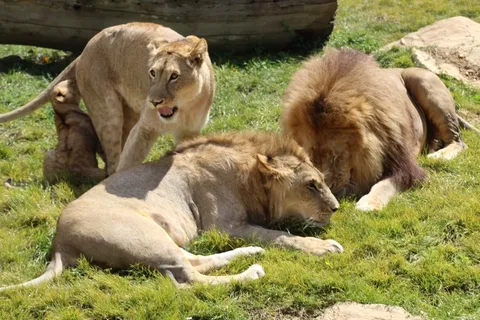 动物园狮子观赏图片