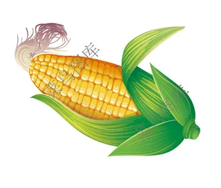玉米矢量图