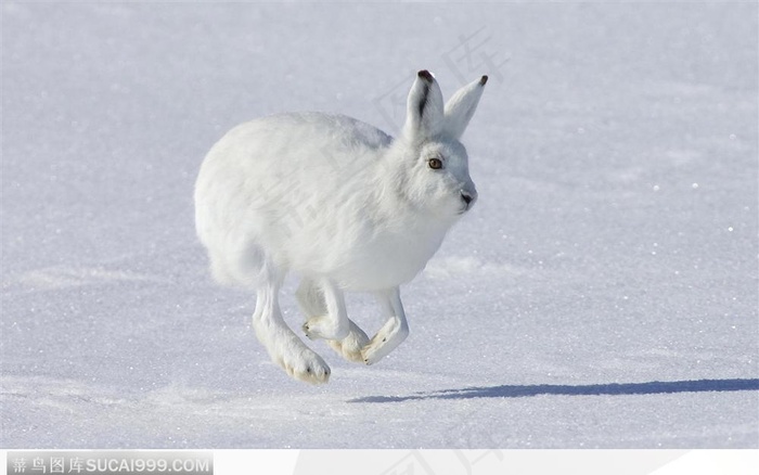 雪兔