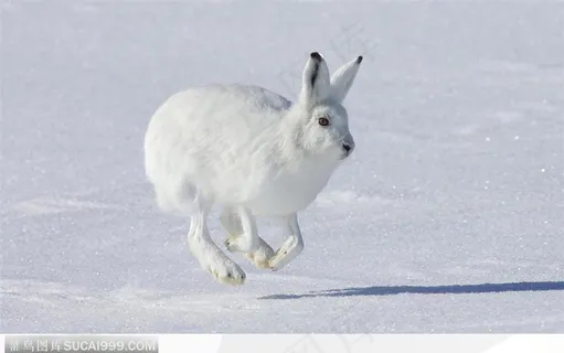 雪兔 雪兔