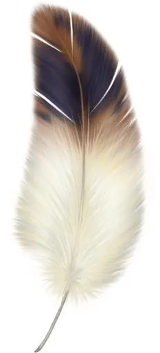 羽毛 PNG免抠(888x1950)