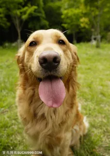 可爱狗狗-舔着舌头的金毛