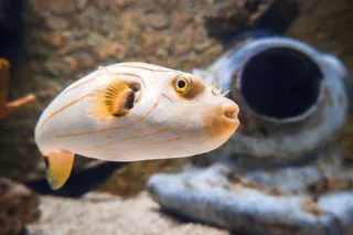 海洋漂亮观赏鱼图片