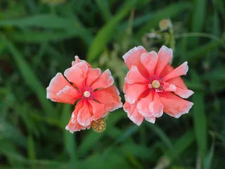 花朵 花束 植物 素材 (120)