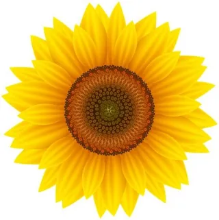 向日葵免抠