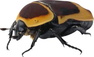 错误 PNG 图像免抠