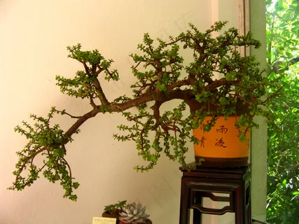 室内盆栽植物图片 室内盆栽植物图片