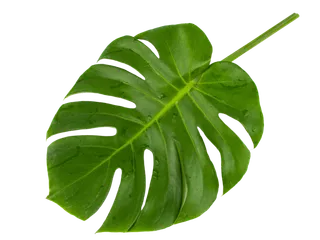 绿叶叶子龟背竹免扣元素春天ins风格背景_元素编号13061676