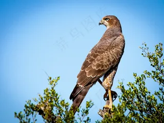 猛禽猎鹰图片