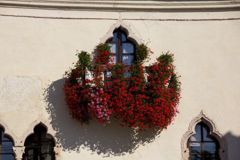 墙壁装饰花朵图片