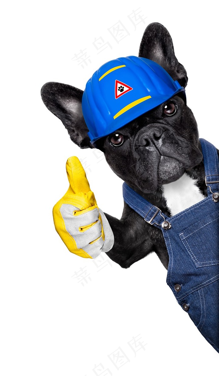 竖起大拇指的卡斯罗狗狗图片