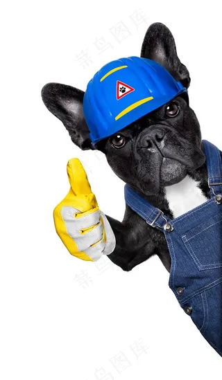 竖起大拇指的卡斯罗狗狗图片