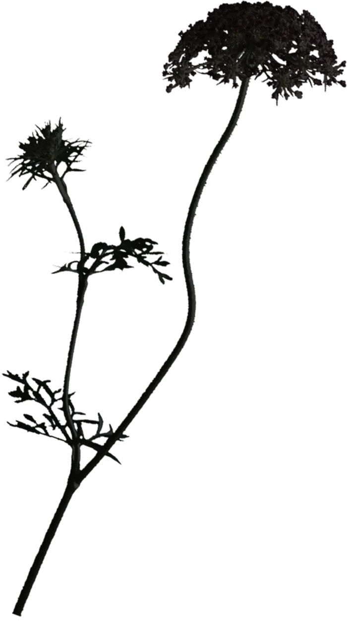 欧式优雅精致复古风格油画质感色彩手绘花卉植物树叶插画PNG素材