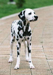 宠物狗萌宠摄影图片