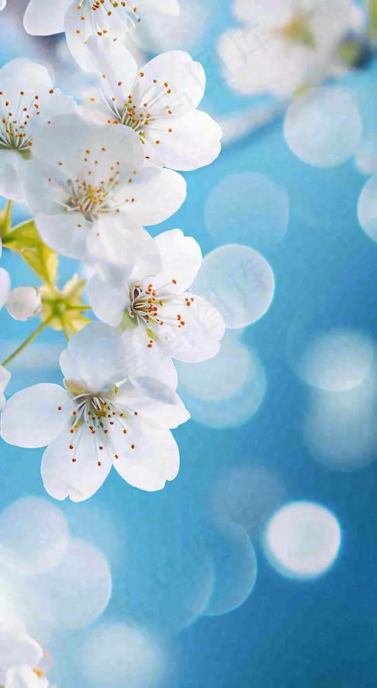 蓝色浪漫白色樱花花朵枝叶，立春惊蛰春分摄影图(816x1488)