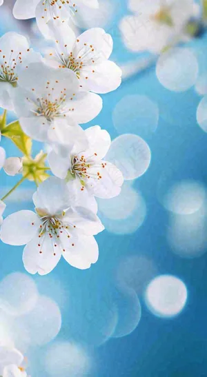 蓝色浪漫白色樱花花朵枝叶，立春惊蛰春分摄影图