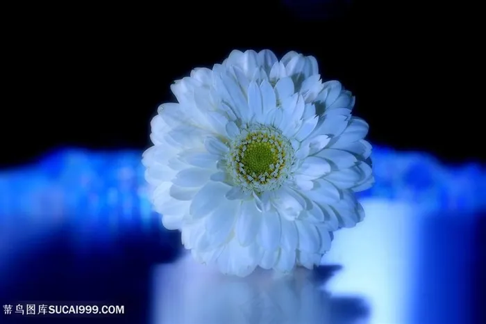 唯美非洲菊鲜花图片