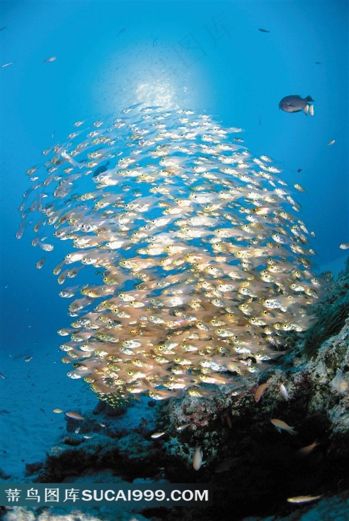 海洋鱼类深海鱼群高清素材图