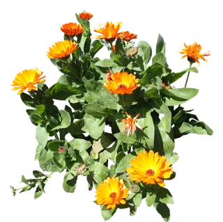 高清树木素材 免抠PSD植物素材 美术绘画园林贴图 树草灌木花草