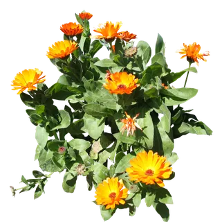 高清树木素材 免抠PSD植物素材 美术绘画园林贴图 树草灌木花草 高清树木素材 免抠PSD植物素材 美术绘画园林贴图 树草灌木花草
