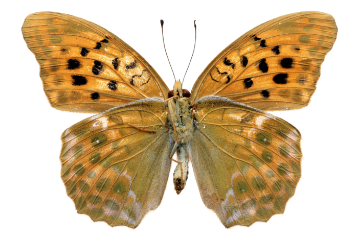 蝴蝶 彩蝶 花蝴蝶 动物 昆虫 免抠