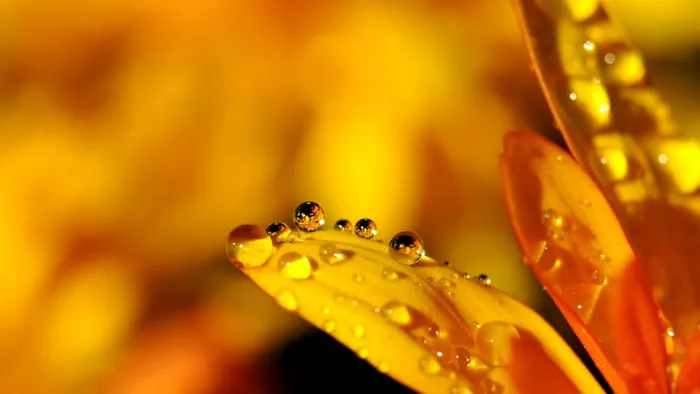 高清花瓣露水